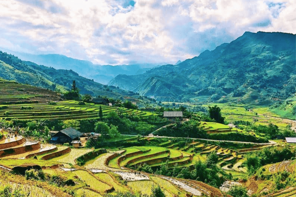 The Golden rice terraces during harvest season in Muong Hoa Valley, showcasing centuries-old agricultural traditions (Source: Xuân Thịnh Phạm - Google Map)
